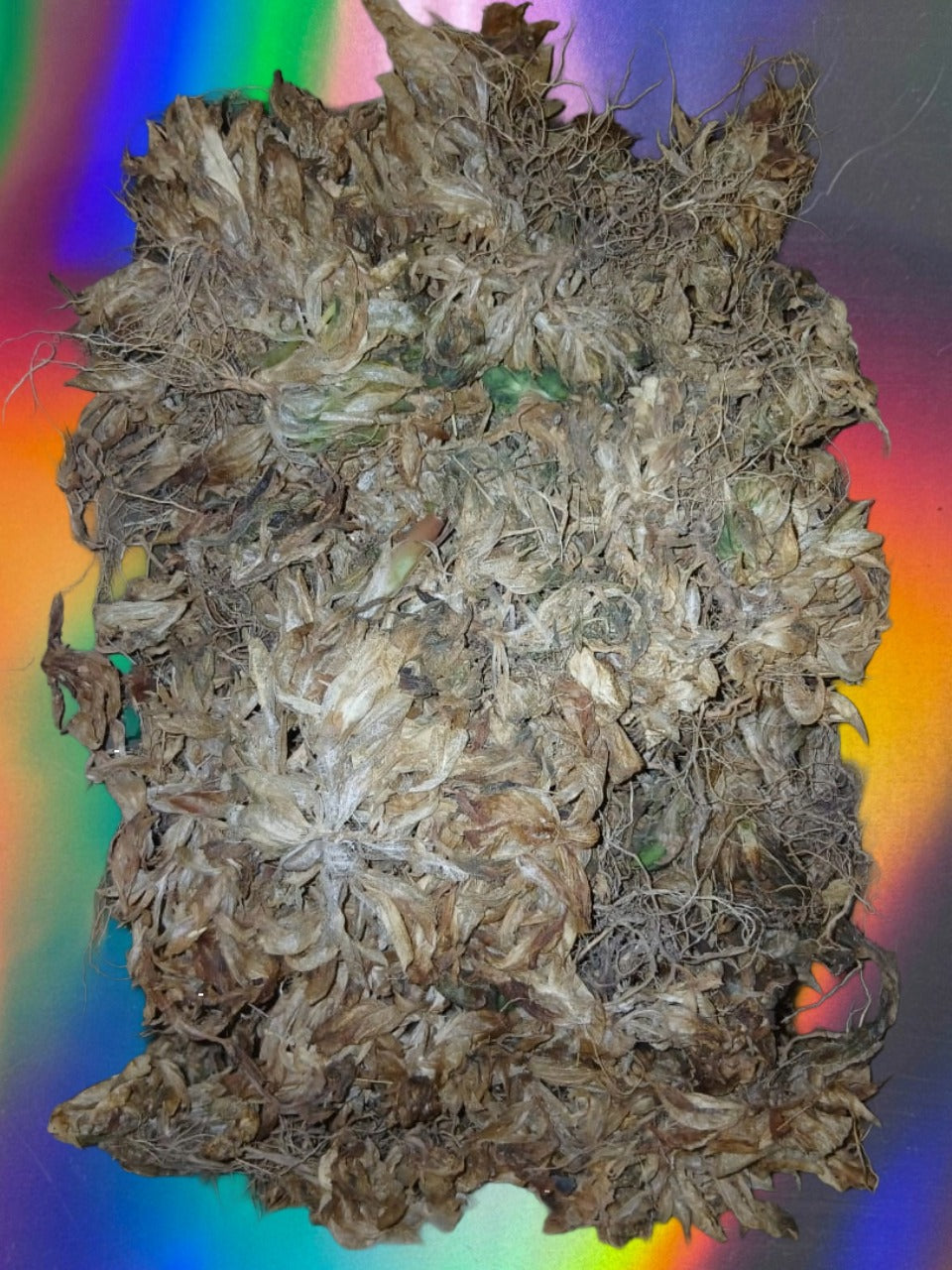 Close-up of a dried cannabis bud against a colorful gradient background