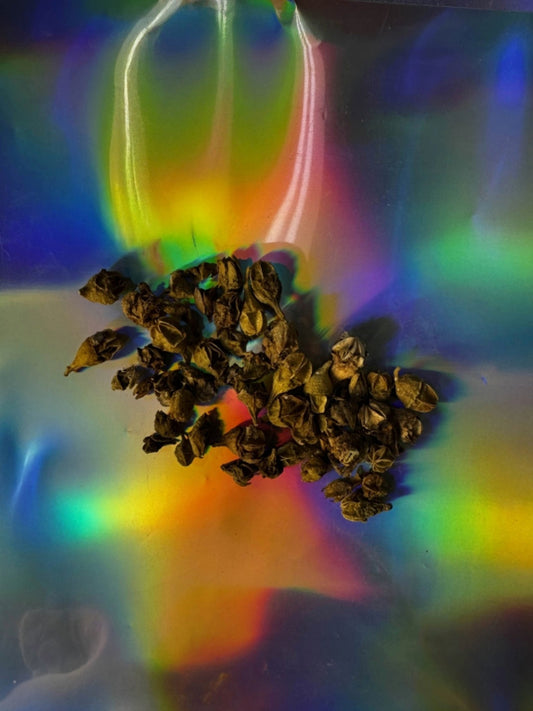 Kanna Sceletium Tortuosum Seed Pods