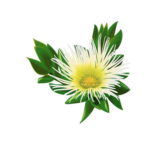 Dried Kanna Flowers (pre order)