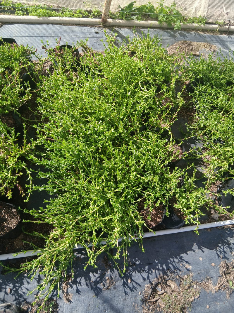 Pictured is a very large kanna plant composed of several smaller ones, forming a bush of kanna in a row with black dividers. It's a sunny day and the plants are a deep green with lots of smaller thick stems spreading in all directions.