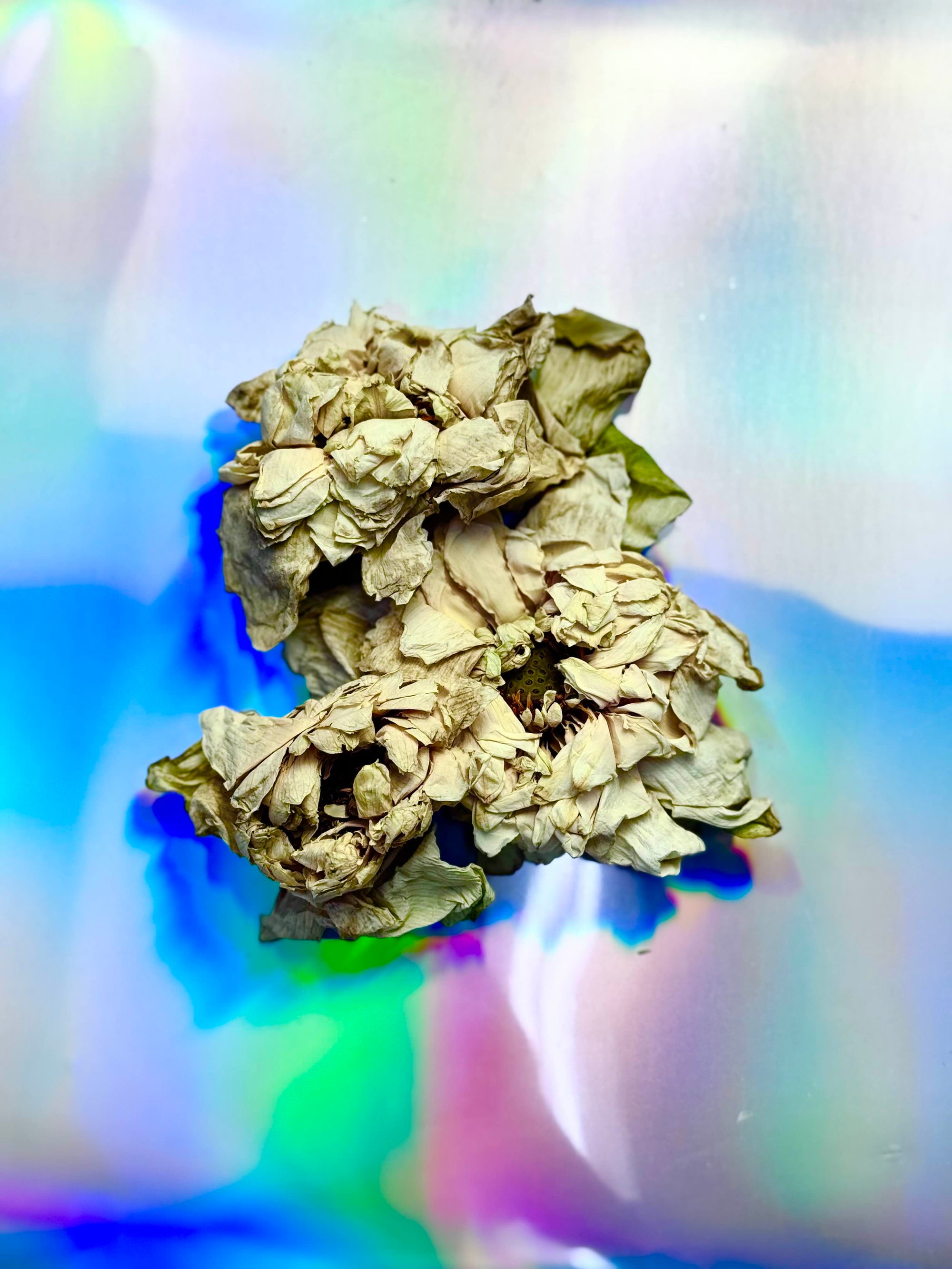 Dried white nelumbo lotus flowers with layered petals, photographed on an iridescent holographic background.