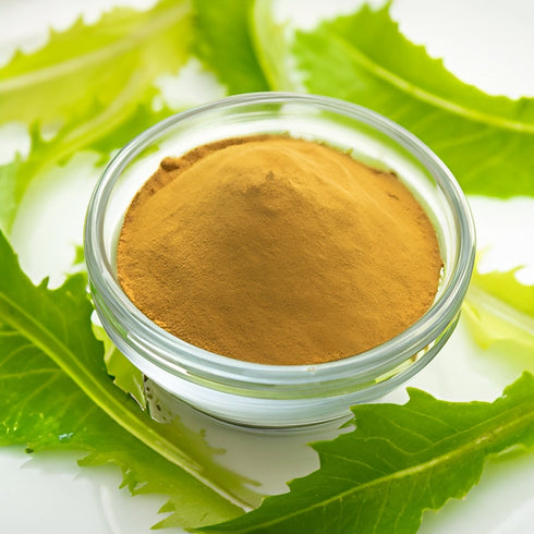 Wild lettuce extract powder in a clear glass bowl, golden-brown and finely ground, surrounded by fresh green wild lettuce leaves on a white background.