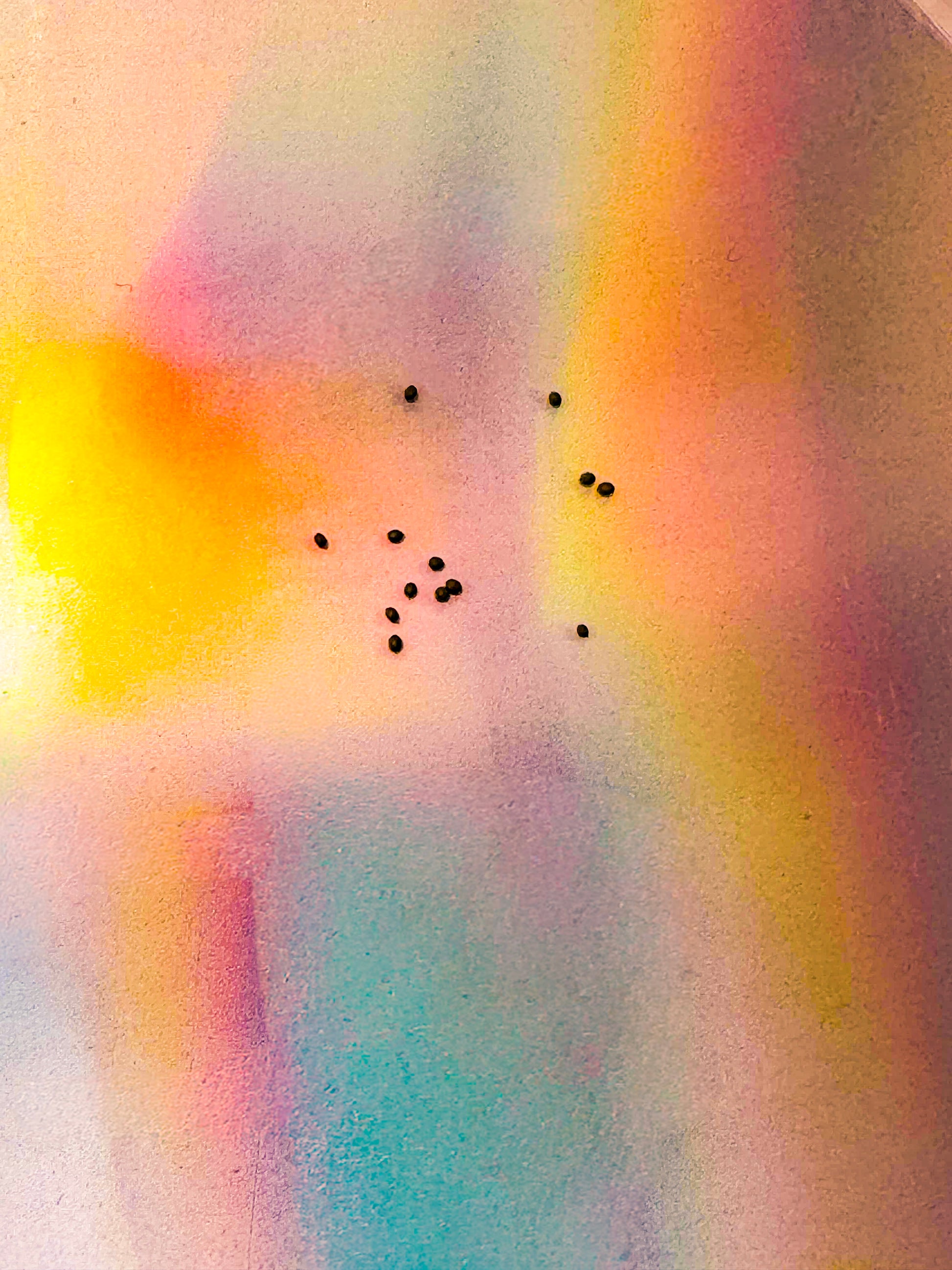 Close-up of small dark round seeds scattered across a vibrant iridescent background with soft pink, yellow, and blue color reflections.