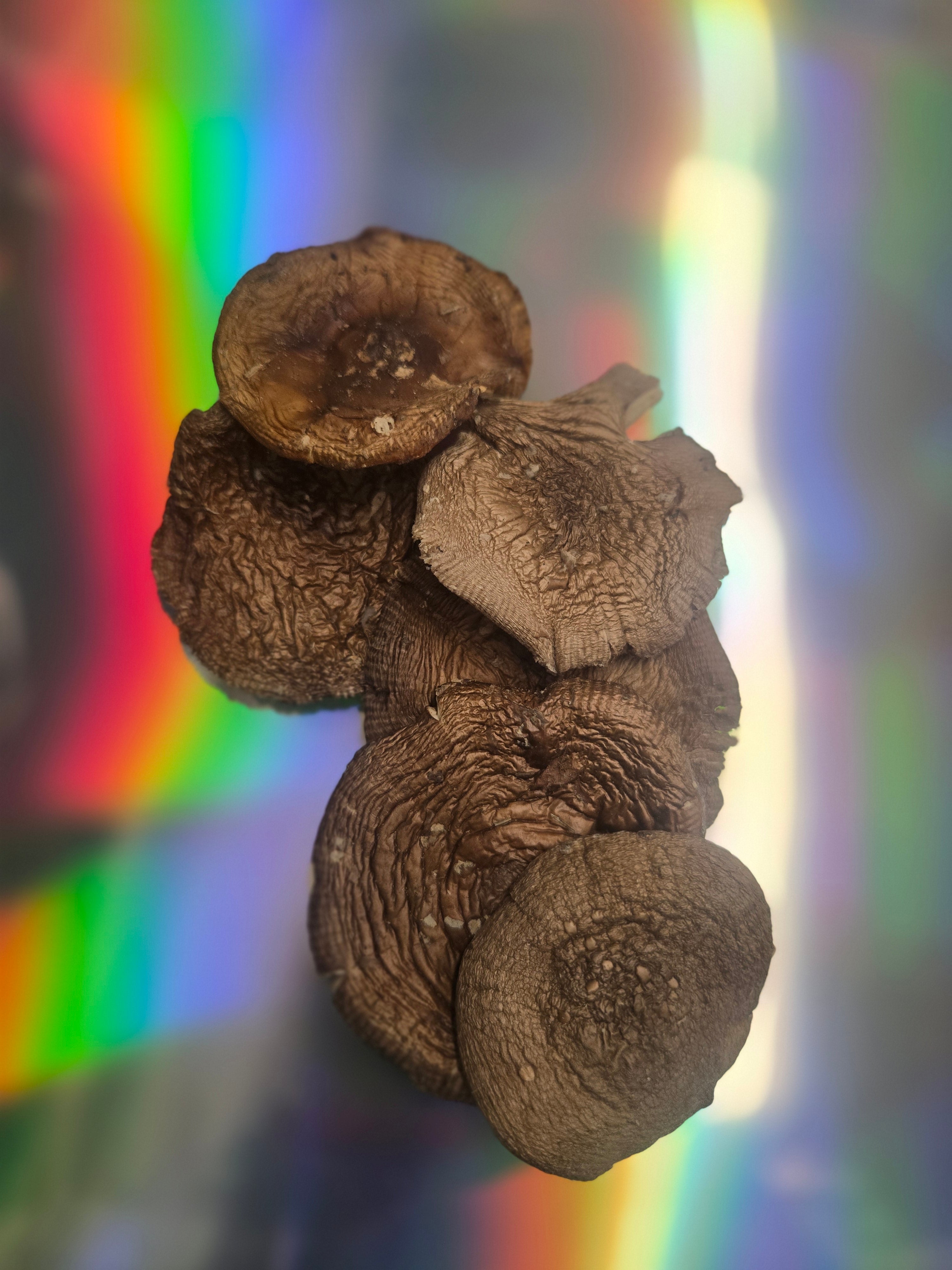 Amanita Pantherina Caps High Muscimol
