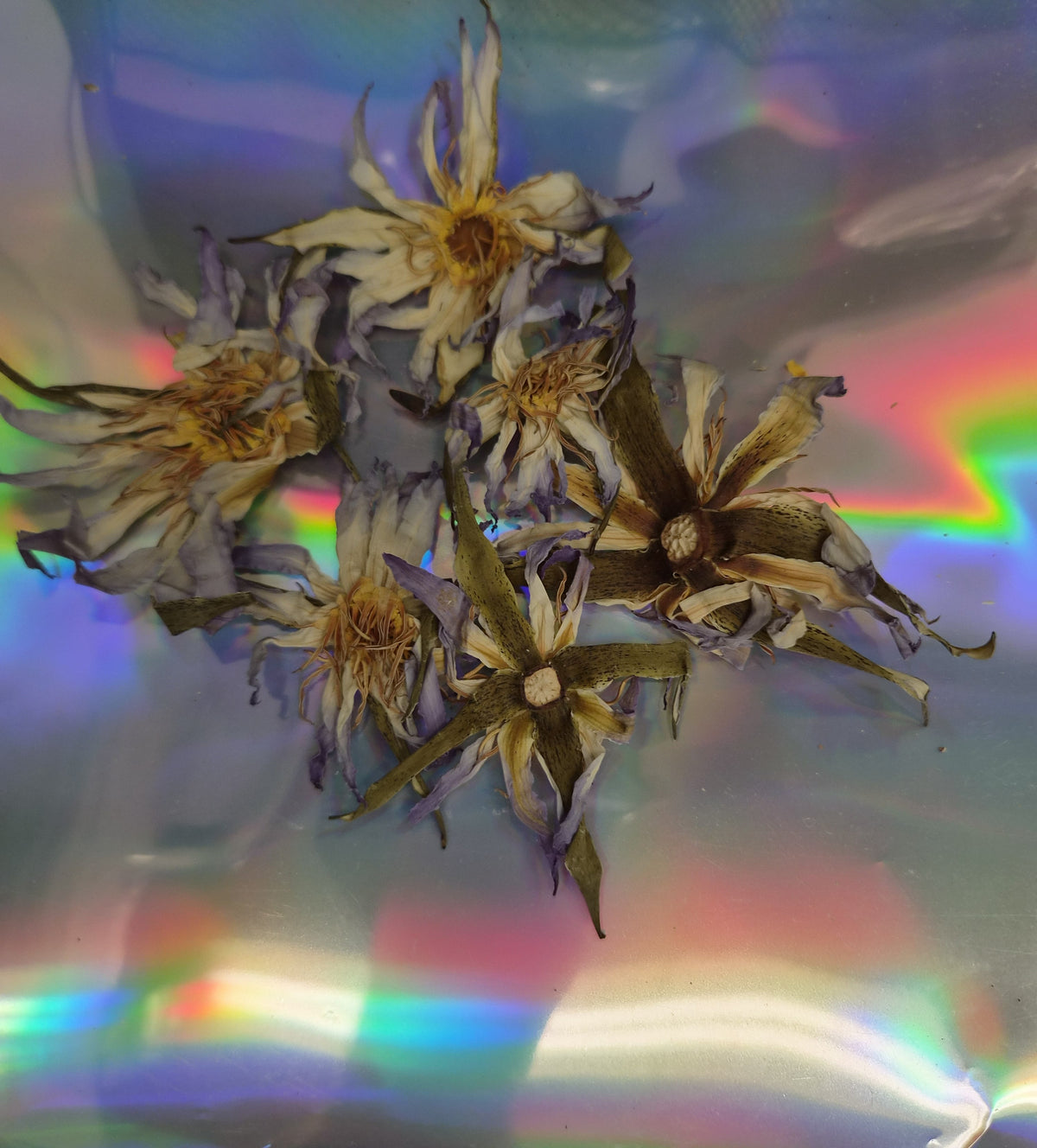 Whole dried True Egyptian blue lotus flowers, broad petals white at the base grading to sky blue at the tips, golden stamens visible in the center.