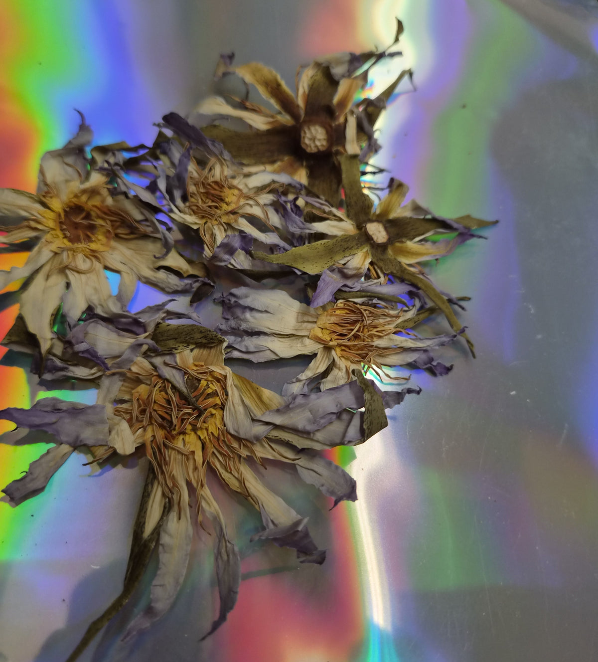 Close view of dried True Egyptian blue lotus petals, white at the base washing to blue at the tip, around golden stamens.