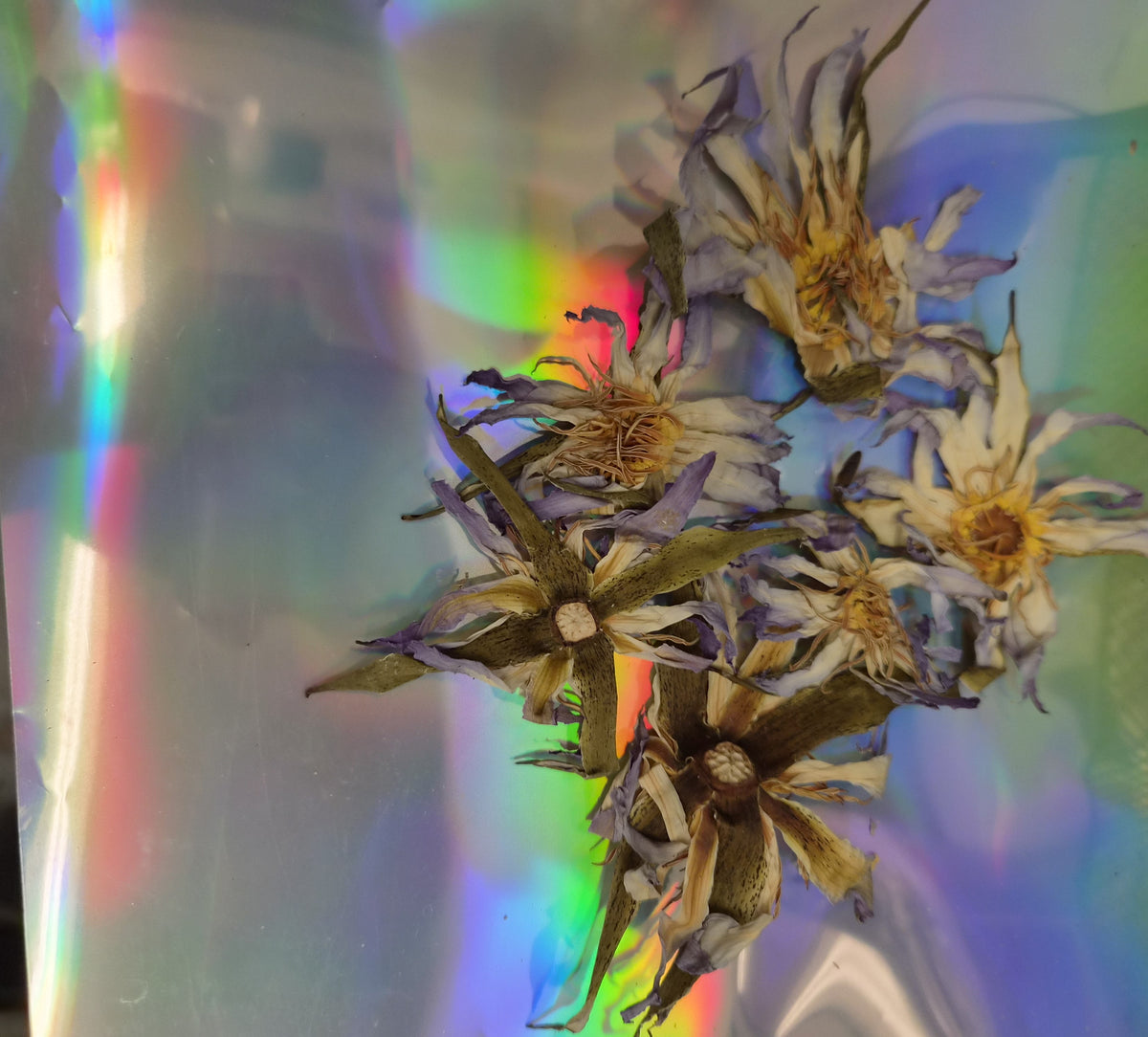 A small pile of whole dried True Egyptian blue lotus flower heads on an iridescent background.