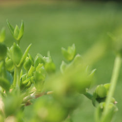 Herbal Healings